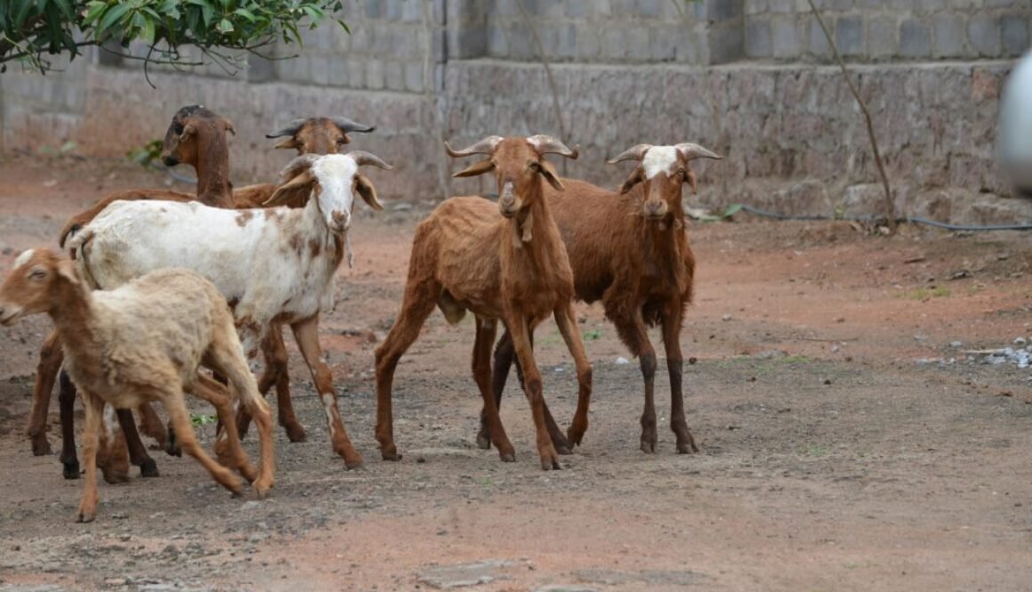 Gender transformative innovation: Women's inclusion in livestock vaccine systems in northern Ghana
