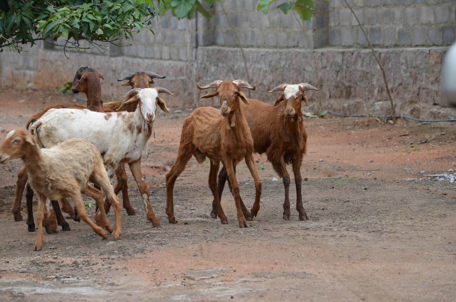 Gender transformative innovation: Women's inclusion in livestock vaccine systems in northern Ghana